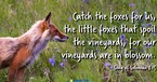Catch Those Little Foxes - Crosswalk Couples Devotional - December 28