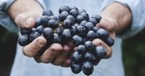 5 Ways to Bear Amazing Fruit