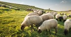 I am Definitely a Sheep! - Girlfriends in God - July 27, 2017