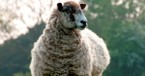 The Woeful Song of Frightened Sheep - Today's Insight - May 25, 2018