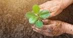 How Healthy Is Your Soil? - Senior Living - April 28