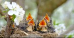 When You Worry, Look to the Birds (Matthew 6:25-26) - Your Daily Bible Verse - April 13