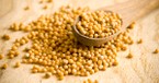 Is the Mustard Seed Actually the Smallest?