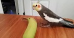 Funny Bird Sings 'If You're Happy And You Know It' - Staff Picks