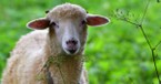 Loving the Sheep - The Crosswalk Devotional - August 6