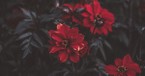 An Acquired Taste - Greg Laurie Devotion - June 6, 2026