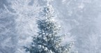 The Ancient Pagan History and Evolving Meaning of the Christmas Tree