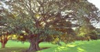 A Prayer for Deeper Roots - Your Nightly Prayer - September 6