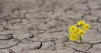 How to Bloom Where You're Planted in Desert Seasons