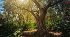 What was the Garden of Gethsemane? What Did Jesus Pray?
