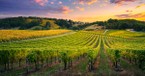 Why Is Jesus' Parable of the Vineyard Still Relevant Today? 