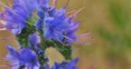 What Is Hyssop?