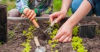 7 Gardening Tips for the Girl with the Black Thumb