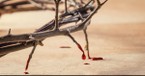 Why Does Hebrews 9:22 Say, 'Without the Shedding of Blood, There Is No Forgiveness'?
