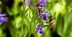What a Tiny Bumble Bee Reveals About Honoring God’s Creation