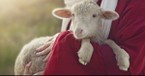 Why Is the ‘Lamb of God’ So Significant?