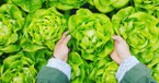 Running into the Coronavirus Crisis with Lettuce and Love: So, What's in Your Hand?