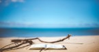Walk on a Beach with God - iBelieve Truth: A Devotional for Women - May 23, 2025
