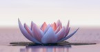 What Is the Lotus Flower’s Meaning in Christianity?