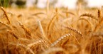 Why Does Jesus Share a Parable about Wheat and Tares? 