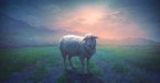 What Is the Meaning of Psalm 23 and Why Is it Popular?
