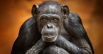 Of Primates and Percentages: No, Humans Aren't 99 Percent Chimp