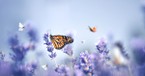 Do Butterflies Have a Spiritual Meaning in the Bible? 
