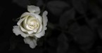 How Did the White Rose Resistance Fight the Nazis?