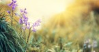 10 Refreshing Spring Bible Verses