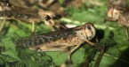 Do Locusts Have a Supernatural Meaning in the Bible?