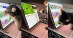 Clever Cat Masters iPad Scrolling to Enjoy Bird Videos 