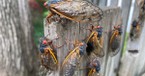 Is This Year’s Cicada Swarm a Biblical End-Times Prophecy Unfolding?