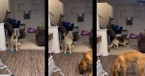  German Shepherd's Adorable Reaction to Hearing Its Favorite Song