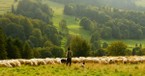 Jesus Is Our Good Shepherd - The Crosswalk Devotional - June 10 