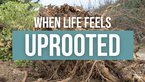 When Life Feels Uprooted | Your Nightly Prayer