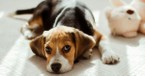 The Beagle Rescue Story Shows Christian Compassion in Action