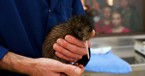 Why the Kiwi Bird's Comeback Reminds Christians to Care for God’s Creation