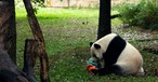 Farewell to the National Zoo's Giant Pandas after 23 Years