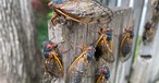 Is This Year’s Cicada Swarm a Biblical End-Times Prophecy Unfolding?