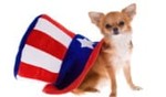 Fourth of July Dog