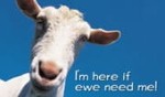 Here If Ewe Need Me