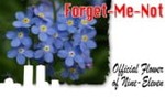 9-11 Forget-Me-Nots