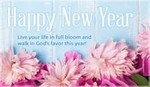 New Year - Full Bloom