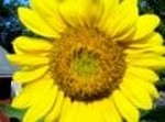 Zora Mims