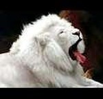 King's Cub