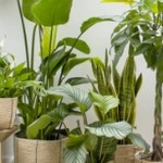 indoor plant