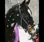 Q L Caballo