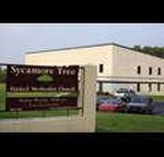 Sycamore  Tree