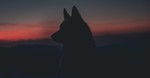 6 Tell-Tale Signs of a Wolf in Sheep’s Clothing