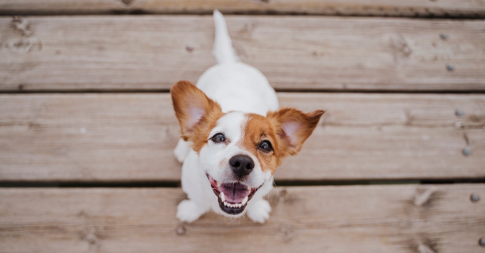 Os dlenie Juhoz padnej S m How Were Dogs Treated In Bible Times 
